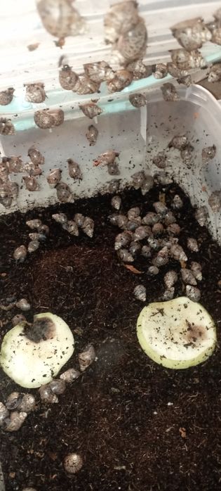 Ulitkala akti  muammosi borla uchun ham