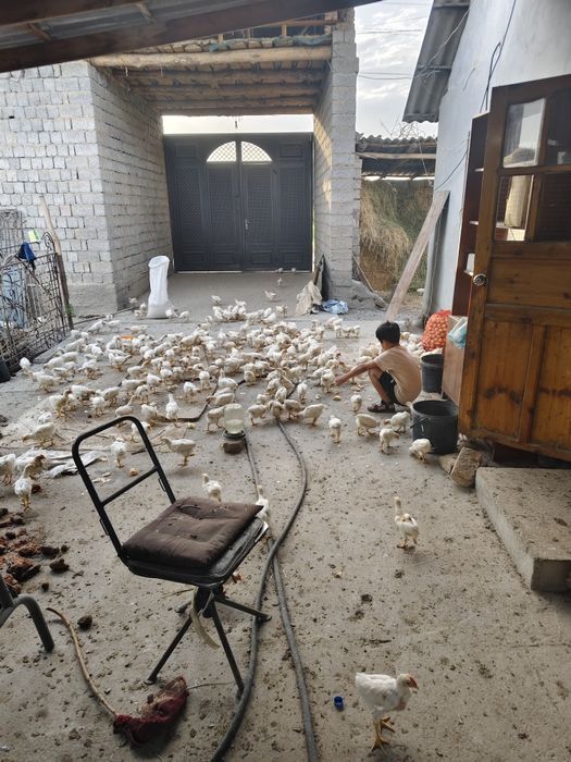 Жужа сотилади оптомга