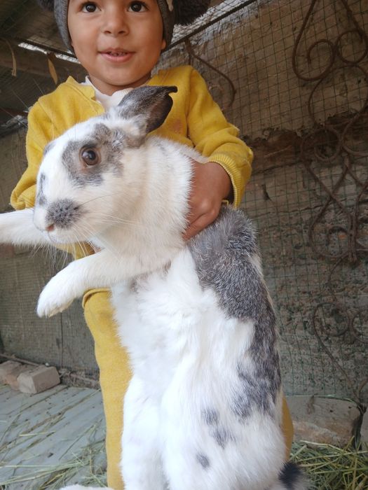 Ona quyon va bolalari sotiladi