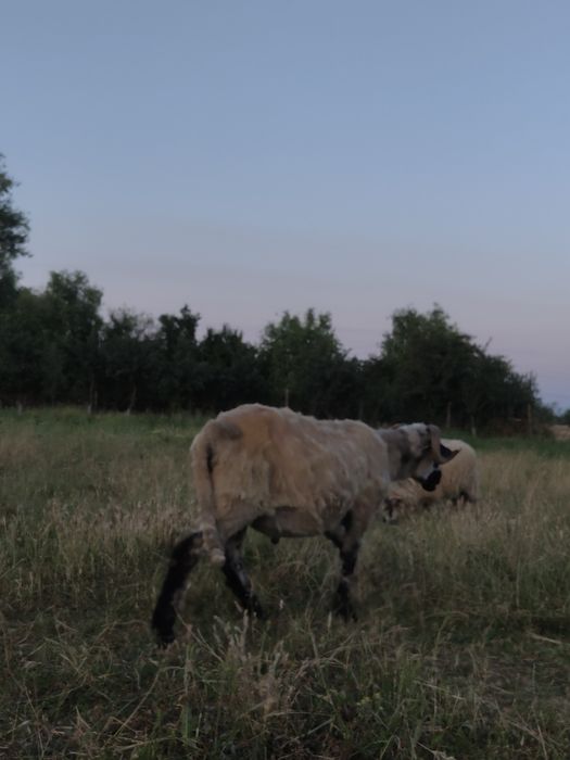 Berbecuții Romanestii