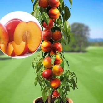 Pomi fructiferi columnari calitatea 1