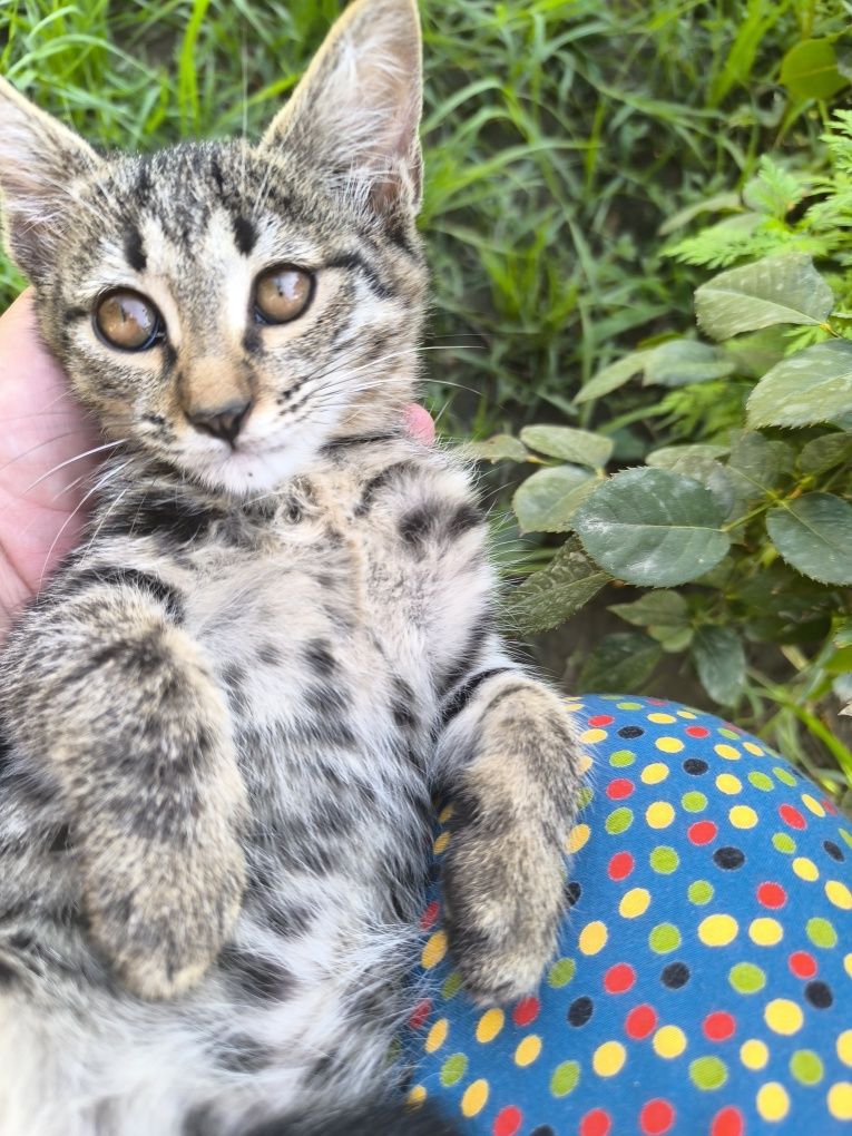 Котята мушукчалар бепул