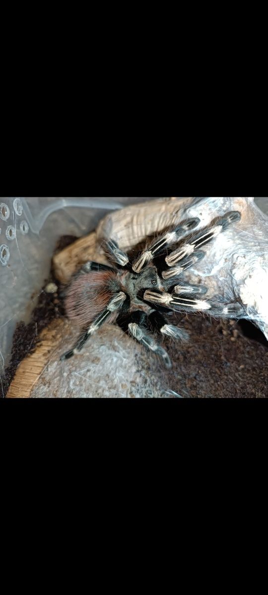 Nhandu chromatus.