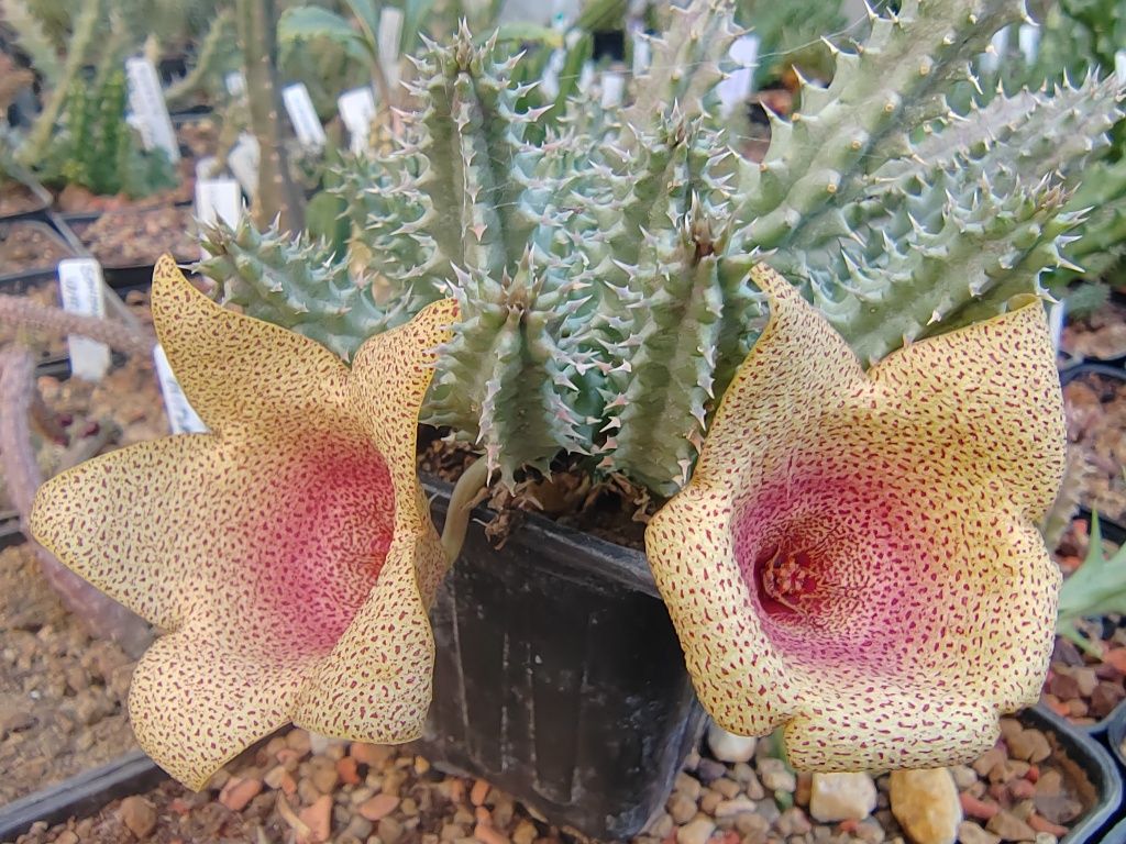 Cactusi si stapelii de vanzare (steaua serifului)