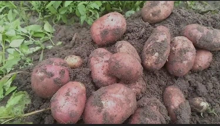 Картошка домашняя с доставкой
