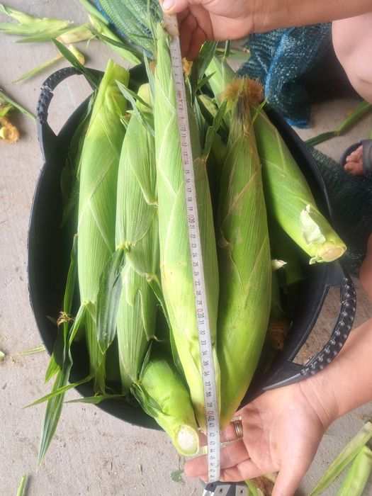 Porumb zaharat soi Messenger