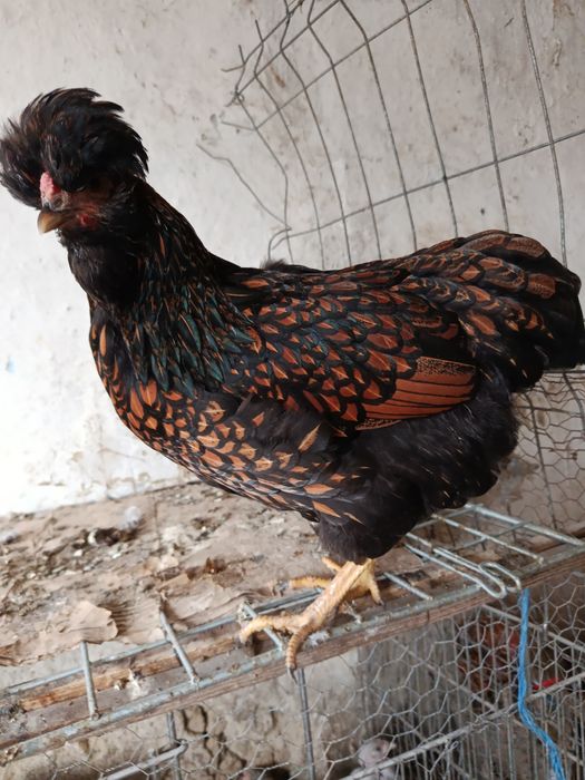 Oua pt incubat de la găini moțate ,golașe