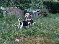 Donez pui beagle
