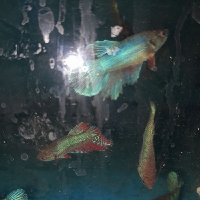 Аквариумные рыбки петушк