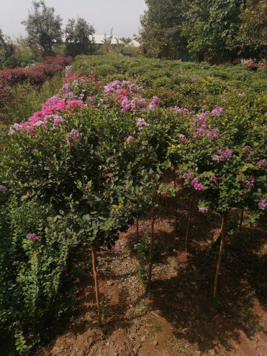 Арча ва гуллар оптом нархларда йетказиб берамиз