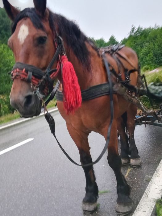 Iapa frumoasa de vânzare