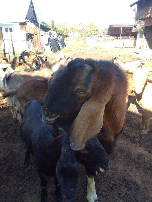 Vând țap anglo nubian