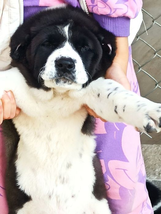 Шеночки алабаев чистокровные