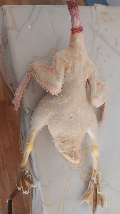 Индаутка және тауықтар бар