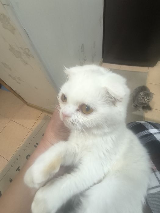 Продаются Вислоухие котчта