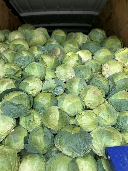 De  vânzare  Varza de Buzău 2.3 lei  kg cu frunza subțire (cea mai bun