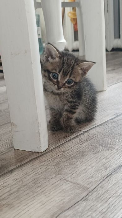 Котята британки смесь