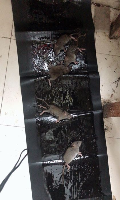 Большая клеевая ловушка от мышей и крыс