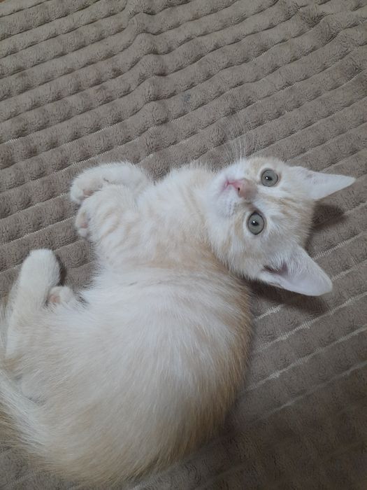 Котёнок мальчик вместе с лотком, мисками, наполнителем