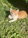 Мъжко коте на 2 месеца