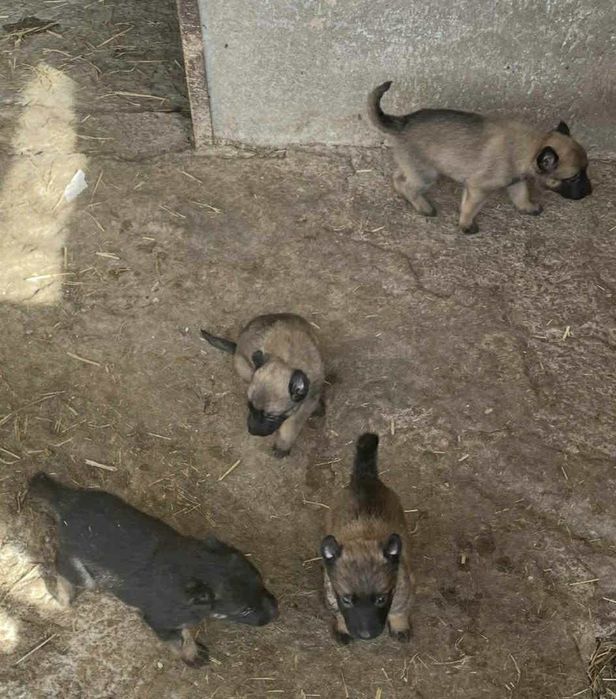 Белгийски овчарки