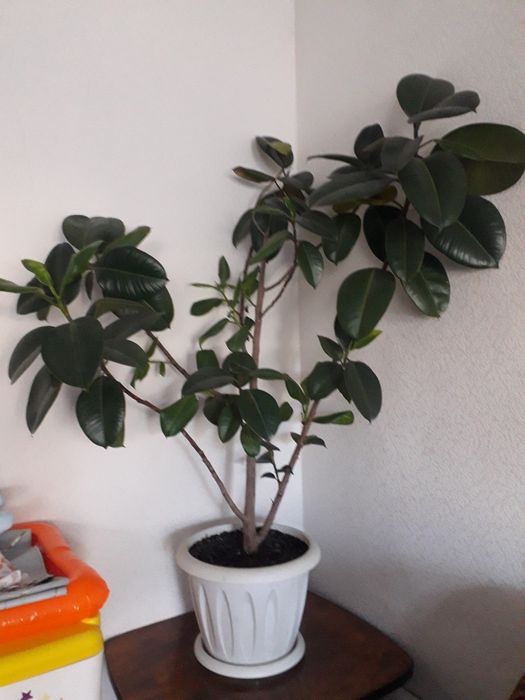 Продам Комнатные цветы