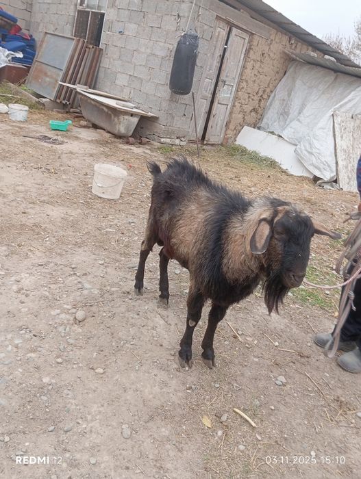 Парода теке 3 жасар