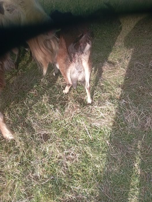 De vânzare capra gestantă pentru mai  multe informații