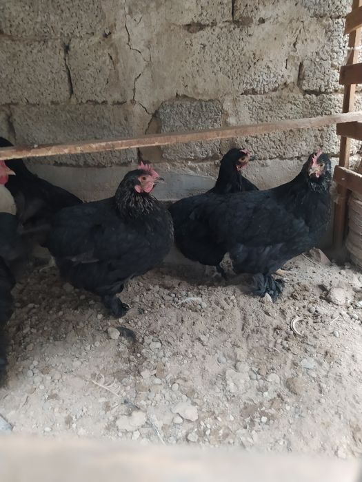 Assalomu alaykum yapon choynak tovuqlar bor.