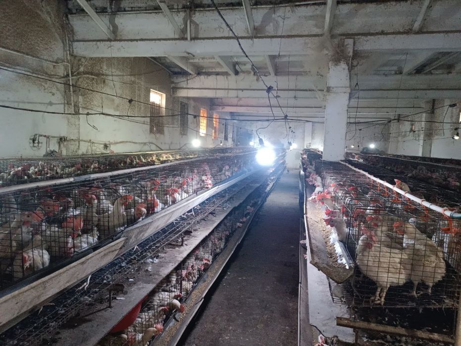 Loman Sendi tovuqlar sotiladi