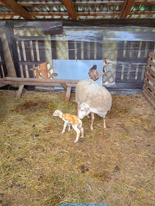 Vând oaie cu doi miei.