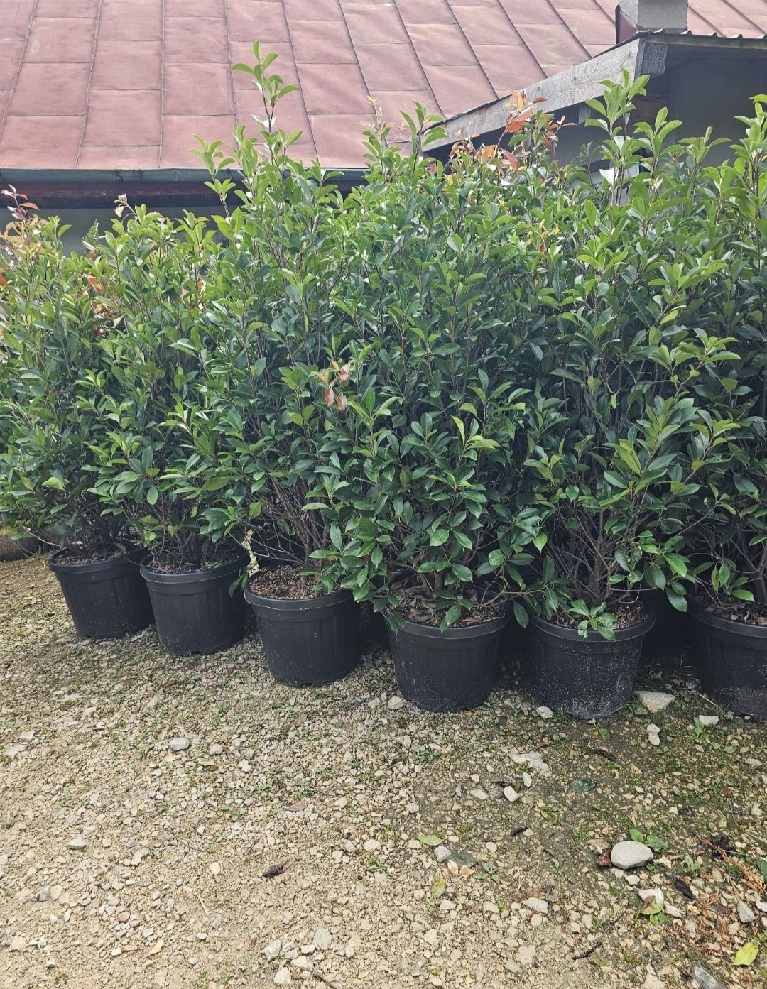 Leylandii 2.3m - 2.5m/ calitate extra/ super oferta!