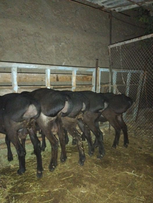 Uruğlika quylar sotiladi srochna yeb ichishi zur