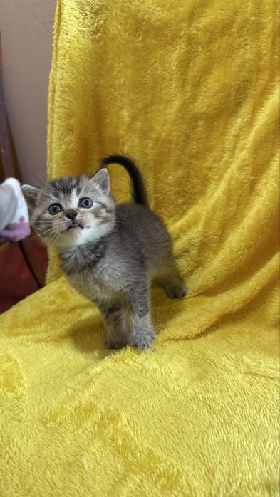 Котята золотые Шиншиллы