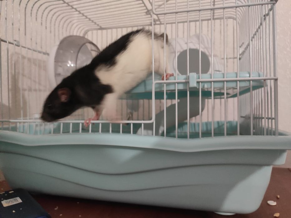 Дамбо девочка с клеткой