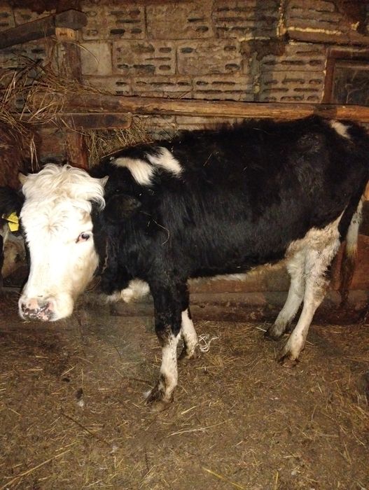 Продам телку 1,5