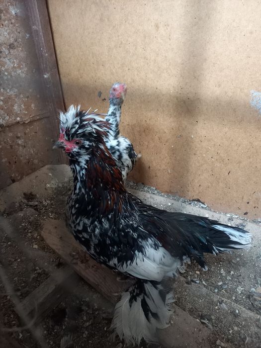 Япон хурозлар сотилади