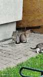 Pisici spre adoptie