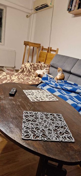 Pisici torcacioase spre adoptie