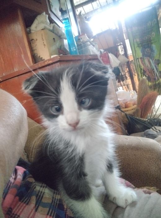 Котята от вислоушки