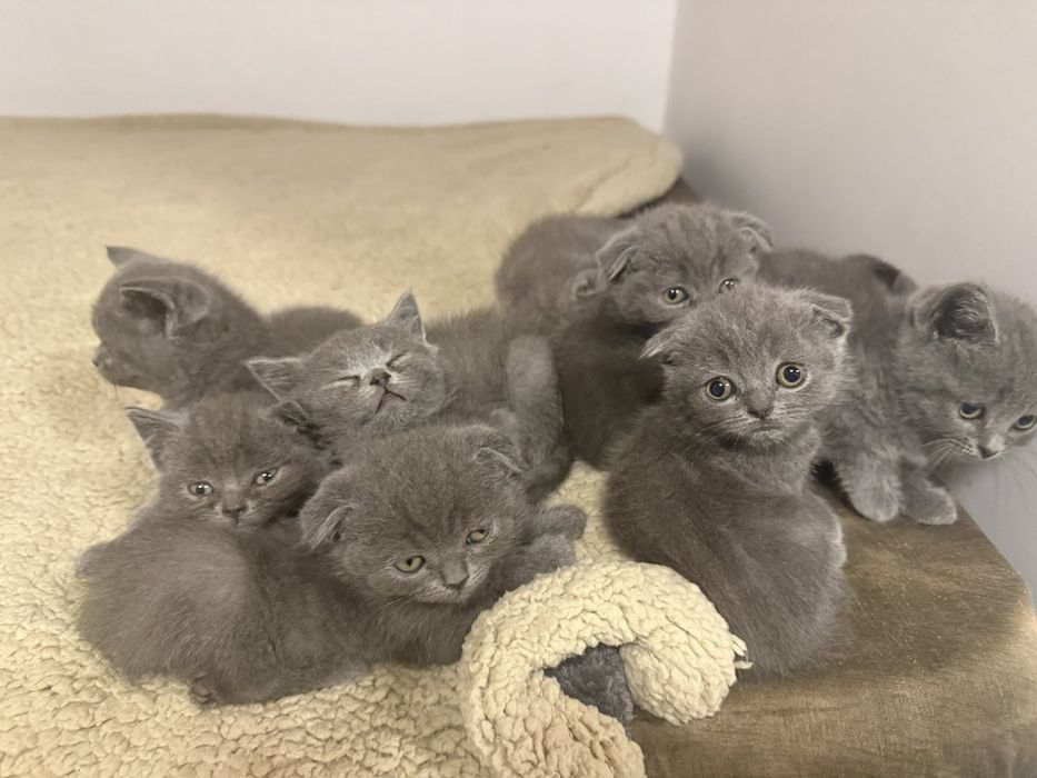 Британска късокосместа