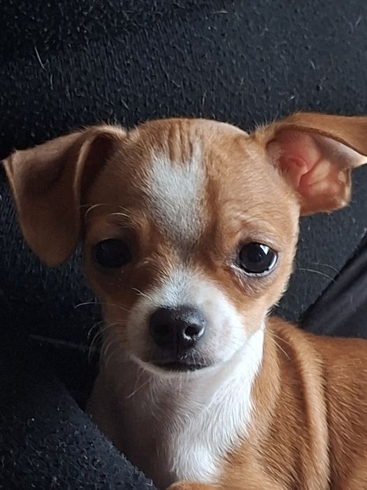 Чихуа хуа момченце търси своето семейство