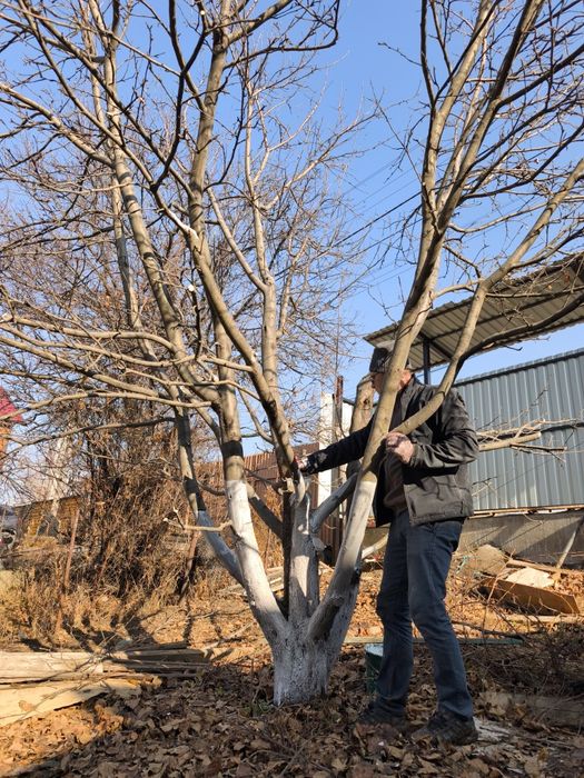 Работы по саду. Обрезка и обработка деревьев и кустов.