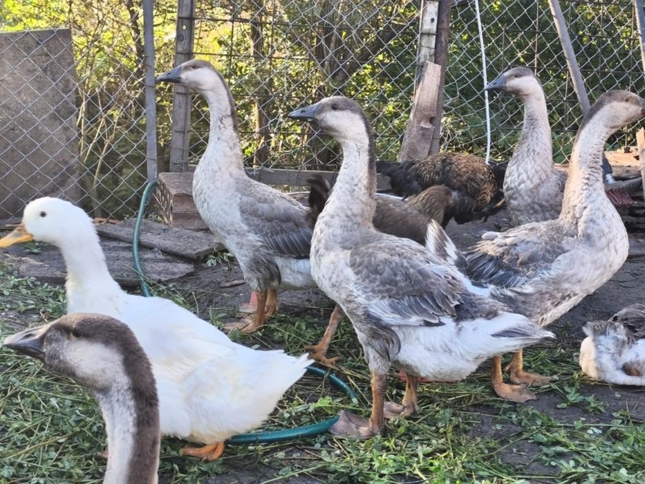Vanda rața si gaște de casa