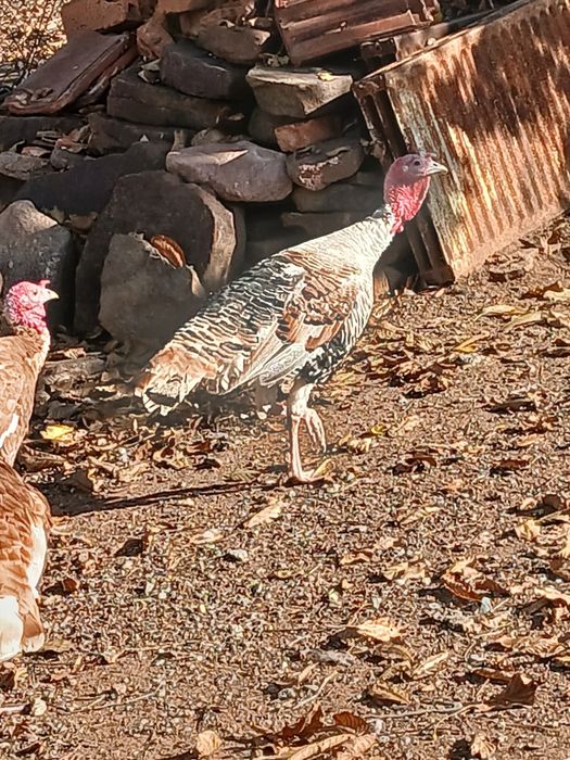 Млади домашни пуйки