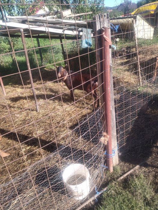 Țap rasă mursiano ganadina proveniență Spania