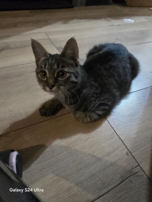 Котенок бесплатно