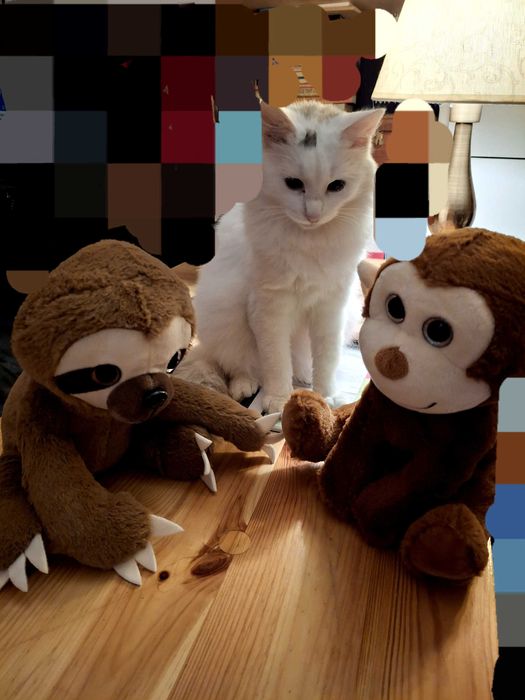 Spre adopție  pisicuța ALBA,    Angora turcească albă,  Piatra Neamț