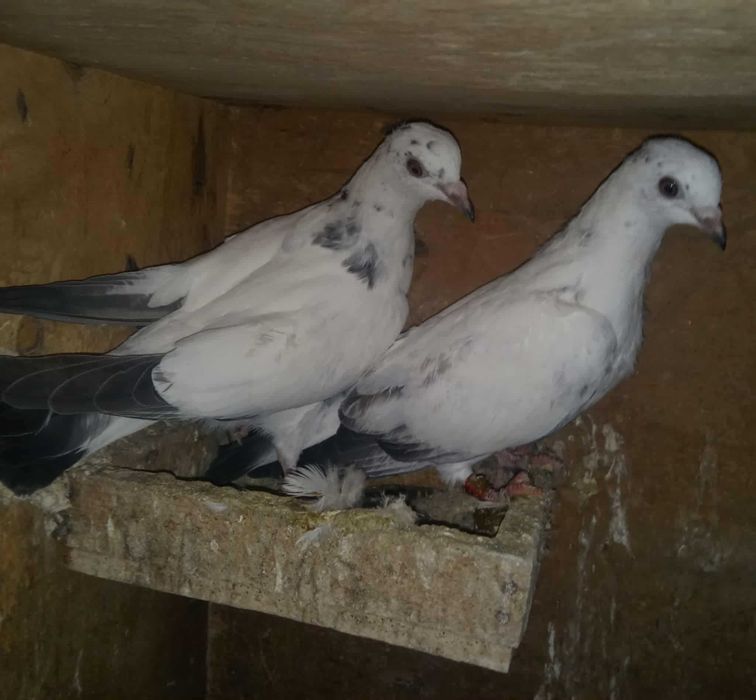 Гълъби типлери..