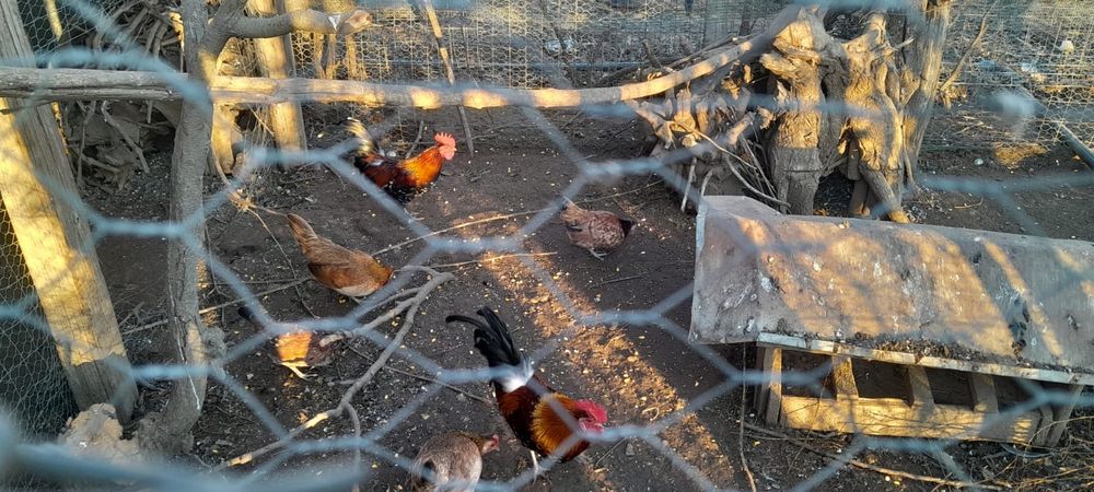 Vând găini americane